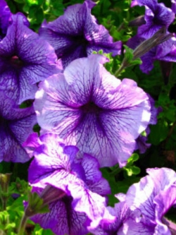 พิทูเนีย ดีลักซ์ (Petunia Delux) คละ / 1,000 เม็ด (UK)