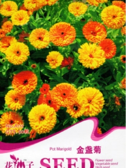 ดาวเรืองหม้อ สีส้ม-เหลือง / ซอง 50 เม็ด (A111)