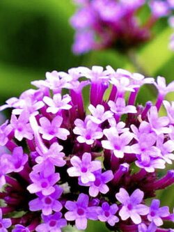 เวอร์บีน่าม่วง (Purpletop Vervain) / 1,000 เม็ด (UK)*