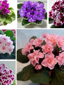 ไวโอเล็ต (Violet) คละ / 300 เม็ด