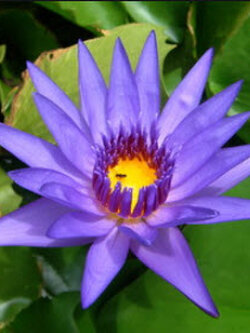 บัวขาบ (Nymphaea cyanea) สีม่วง / 200 เม็ด