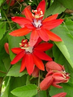ศรีมาลา (Red Passion Flower / Passiflora coccinea) / 30 เม็ด