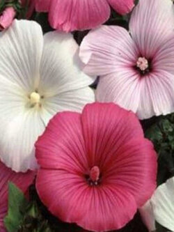 ชบาฝรั่ง (Rose Mallow) คละ / 100 เม็ด (USA)