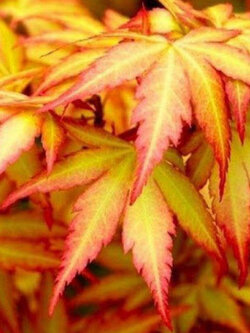 เมเปิ้ลญี่ปุ่น ออเร้นจ์ ดรีม (Orange Dream) / 20 เม็ด