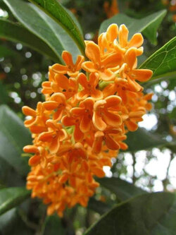 ต้น หอมหมื่นลี้ ดอกสีส้ม หายาก สูง 30-50 ซ.ม.