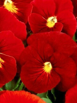 ไวโอลา หรือหน้าแมวจิ๋วสีแดง (Viola Clear Crystal Scarlet) / 200 เม็ด (UK)