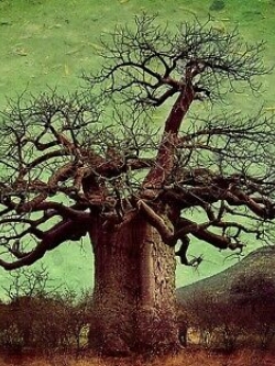อัฟริกัน เบาบับ (African Baobab) / 5 เม็ด (Portugal)