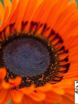 เวนิเดียม - ออเร้นจ์ พริ้นซ์ (Venidium - Orange Prince) / 500 เม็ด (UK)