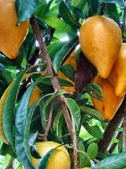 ต้นเซียนท้อ ม่อนไข่ ละมุดอินเดีย ต้นใหญ่ ไซส์เข่ง พร้อมปลูก ติดผลเร็วทันใจ