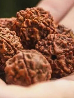 เมล็ดพันธุ์ ต้นน้ำตาพระศิวะ หรือ รุทรักษะ สำหรับเพาะต้น / 20 เม็ด