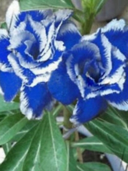 ชวนชม (Desert Rose / Adenium) ฟ้า-ขาว / 2 เม็ด (นอก)