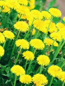 มองโกล แดนดิไลออน (Mongol Dandelion) / ซอง 50 เม็ด (E007)