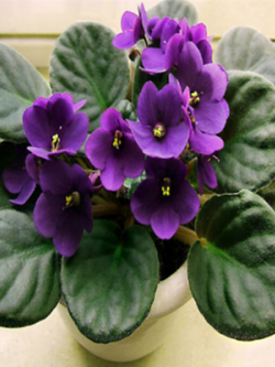 มินิ แอฟริกัน ไวโอเล็ต (Mini African Violet) สีม่วงเข้ม / 50 เม็ด