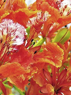 หางนกยูงฝรั่ง ดอกสีส้ม / 5 เม็ด (P2S)