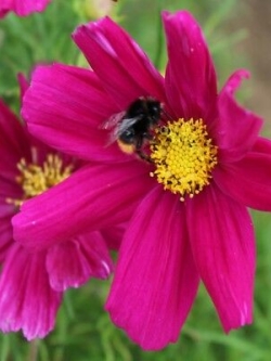 ดาวกระจาย โซนาต้า คาร์มาย (Cosmos - Sonata Carmine) / 25 เม็ด (UK)