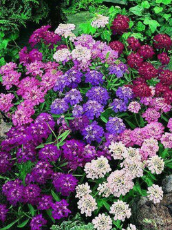 แคนดี้ทัฟท์ (Candytuft) คละ / 250 เม็ด (Serbia)