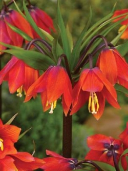 มงกุฏจักรพรรดิ์ (Crown Imperial) สีแดง / 100 เม็ด