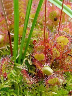 หญ้าไฟตะกาด (Shield sundew) / 50 เม็ด