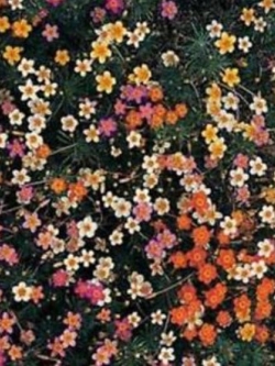 เฟร้นช์ไฮบริดจ์ (French Hybrids / Leptosiphon) คละสี / 100 เม็ด (USA)