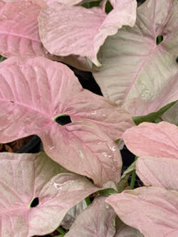 ต้นออมชมพู (Pink Syngonium) กระถาง 4 นิ้ว / ต้น