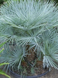 ปาล์มชาแมรอปส์ (Chamaerops humilis) / 5 เม็ด (Poland)