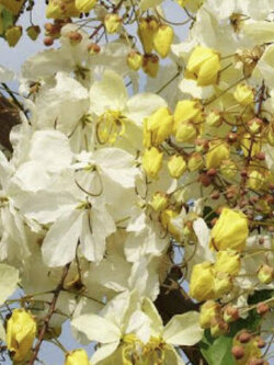 คูนขาว หรือคูนดอกขาว (Cassia Hybrid) / 20 เม็ด