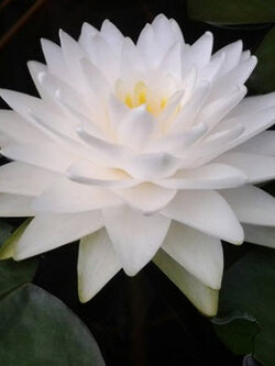 บัวสโนว์บอล หรือกอนเนียร์ สีขาว / 200 เม็ด