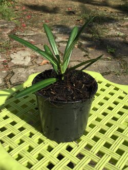 ต้นสนใบพาย กระถาง 4 นิ้ว