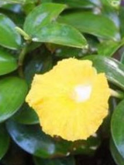 ต้นเอื้องหมายนา (Malay ginger) ดอกเหลือง ถุงดำ สูง 40 ซ.ม. ขึ้นไป / ต้น