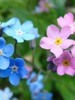 ฟอร์เก็ต มี น็อท (Forget Me Not) คละ / 500 เม็ด (UK)