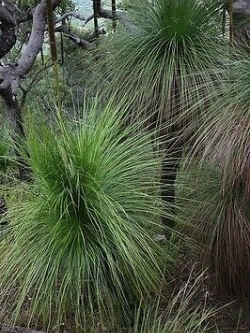 หญ้าออสเตรเลีย Eastern Coastal Grass / 10 เม็ด (Australia)