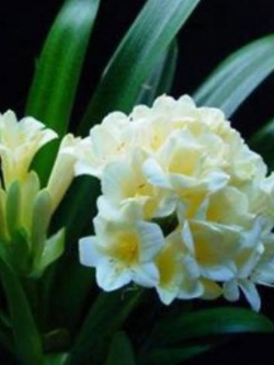 คลิเวีย (Clivia) ขาว / 5 เม็ด (นอก)