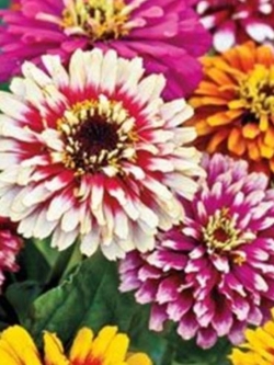 บานชื่น (Zinnia Karusel) คละสี / 50 เม็ด (Ukraine)