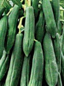 มะละกอพันธุ์ครั่ง หรือมะละกอส้มตำ / 20 เม็ด