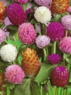 บานไม่รู้โรย (Globe Amaranth) คละสี / 100 เม็ด (ไทย)