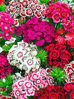 สวีท วิลเลี่ยม กลีบซ้อน (Sweet William) คละ / 70 เม็ด (UK)