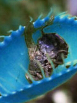 กาบหอยแครงยักษ์ สีฟ้า / 80 เม็ด