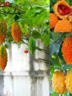 มะระหวาน (Sweet Balsam pear) / 10 เม็ด