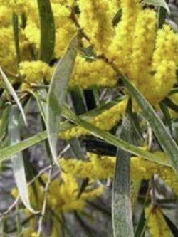 อคาเซีย แอคคิวมินาต้า (Acacia Acuminata / Golden Wattle) / 5 เม็ด (Australia)