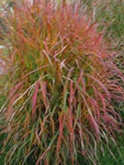 หญ้ามิสแคนทัส (Miscanthus Sinensis) / 100 เม็ด (China)