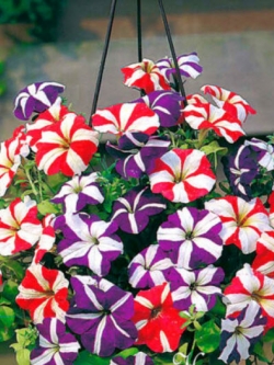พิทูเนีย (Petunia Compacta Star) คละ / 1,000 เม็ด (UK)