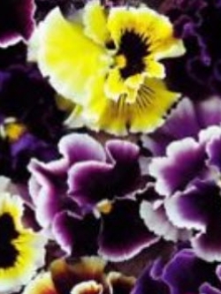 แพนซี่ (Pancy) คละ / ซอง 30 เม็ด (A090)