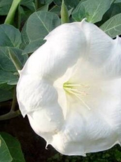 ลำโพงขาว (Datura inoxia) / 70 เม็ด (Germany)