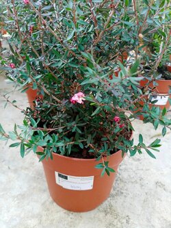 ต้นมานูก้า ดอกสีชมพู (Manuka) สูง 20-40 ซ.ม. / ต้น