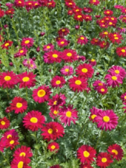 ไพรีทรัม - โรบินสัน (Pyrethrum - Robinsons) สีแดง / 150 เม็ด (UK)