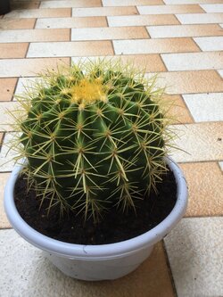 ต้นถังทอง (Golden Barrel Cactus) ขนาด 15-17 ซ.ม. / ต้น