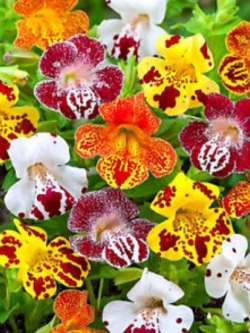 มิมิวลัส (Mimulus / Tiger Monkey Flower) คละ / 3,200 เม็ด (UK)*