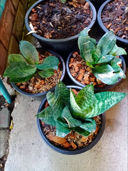 ต้นลิ้นมังกรแคระ ฮานิอาย (Hahnii) / ต้น