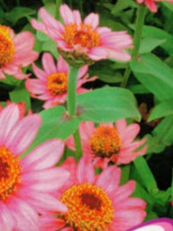 บานชื่นหนู / ซอง 50 เม็ด (A035)