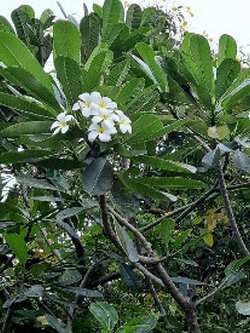 ต้นลีลาวดี สีขาว กระถาง 10 นิ้ว สูง 70-100 ซ.ม. / ต้น